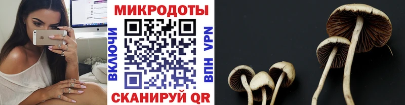 Галлюциногенные грибы MAGIC MUSHROOMS  закладка  Брянск 